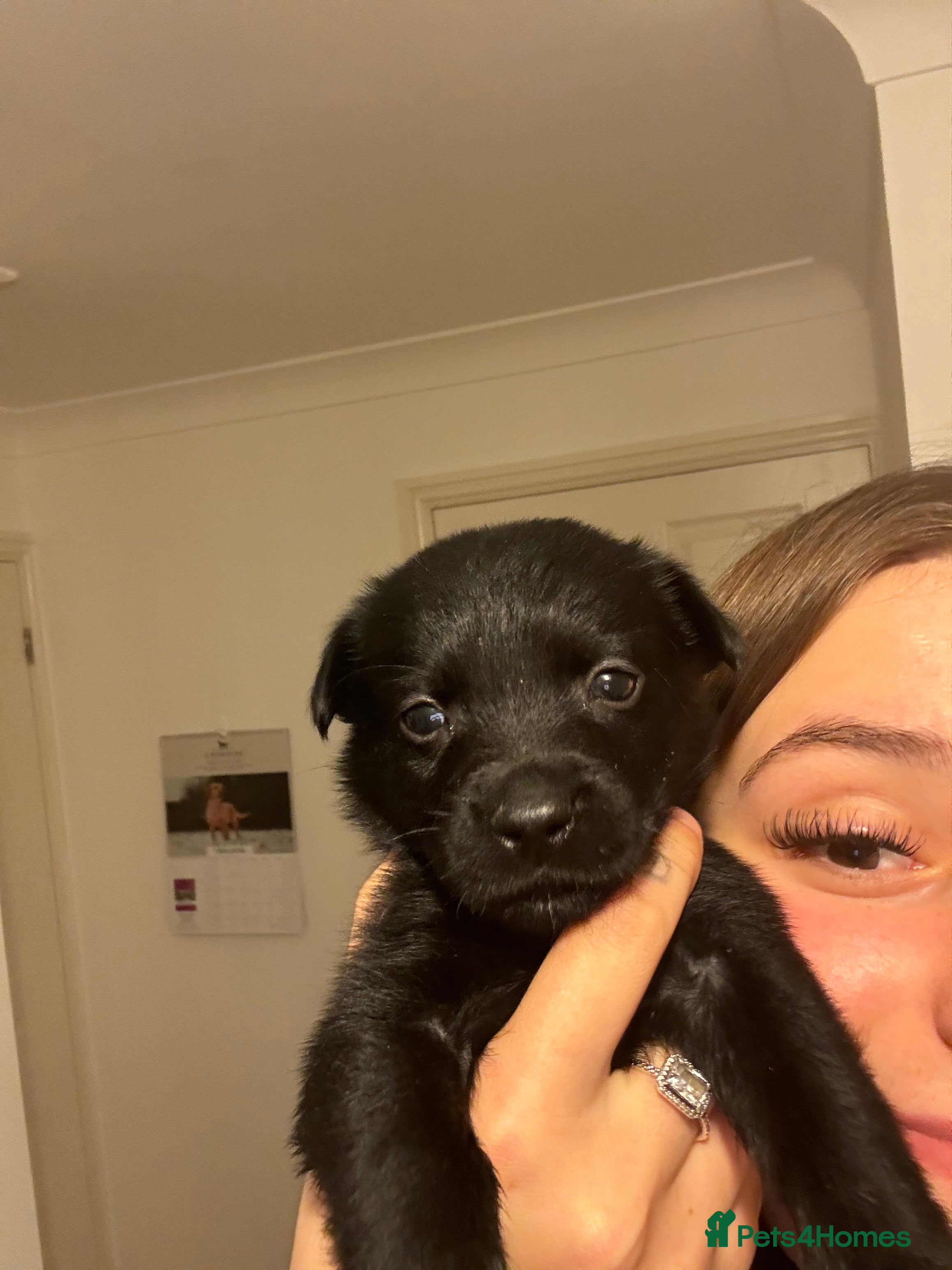 Labrador Retriever dogs Our last little girl left 🐶🥰 - Advert 10