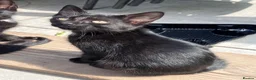 Domestic Shorthair cats for sale: 3 black kittens and mother  in London - Advert 3