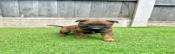 Belgian Shepherd Dog dogs for sale: KC Belgian Malinois Puppys for sale - Advert 24