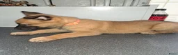 Belgian Shepherd Dog dogs for sale: Belgium Shepard x Dutch Shepard  - Advert 8