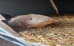 Guinea Pig rodents for sale: Guinea pig looking for new forever home. - Image 1