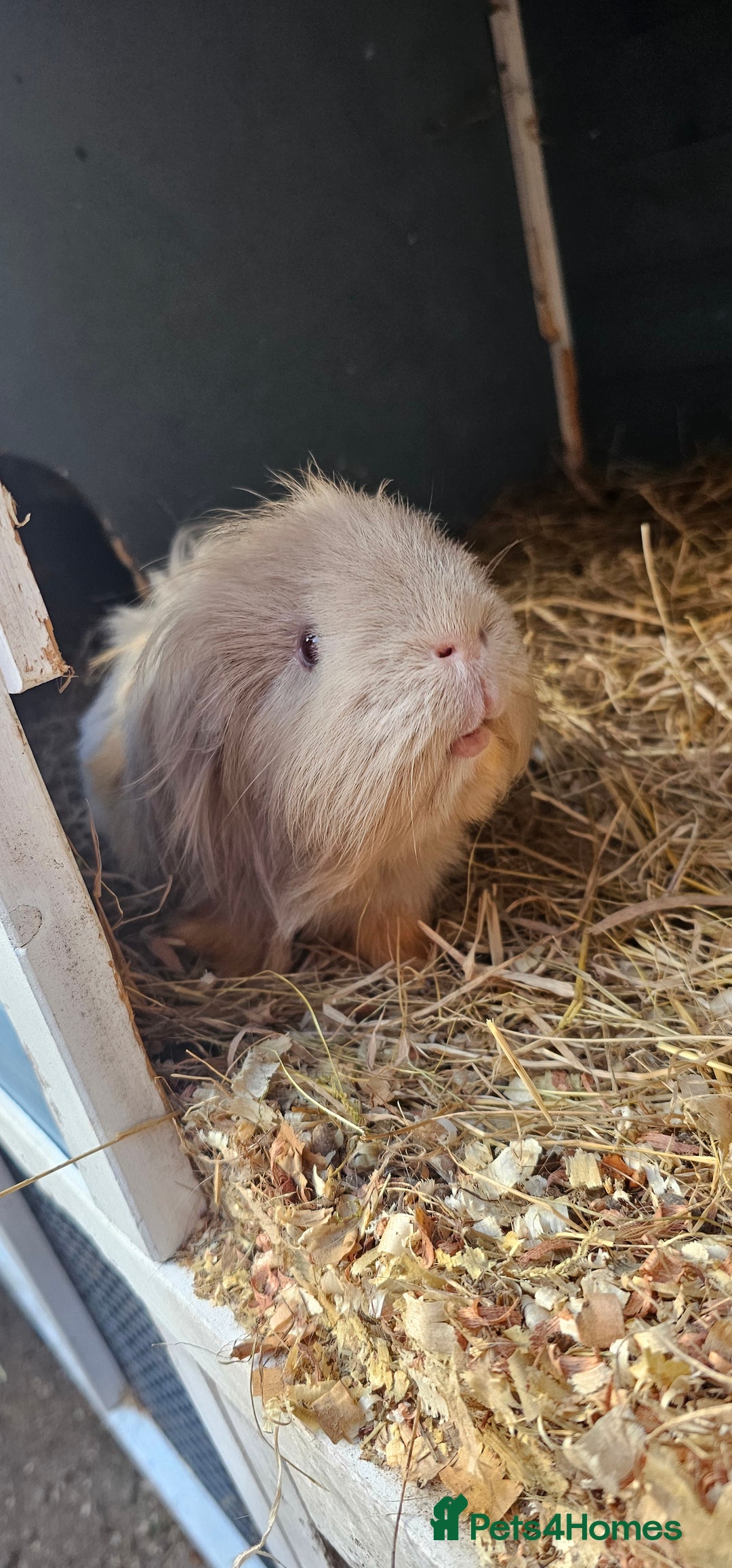 Guinea Pig rodents for sale: Guinea pig looking for new forever home. - Image 1