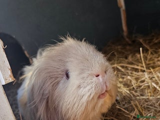 Guinea Pig rodents - Advert 1