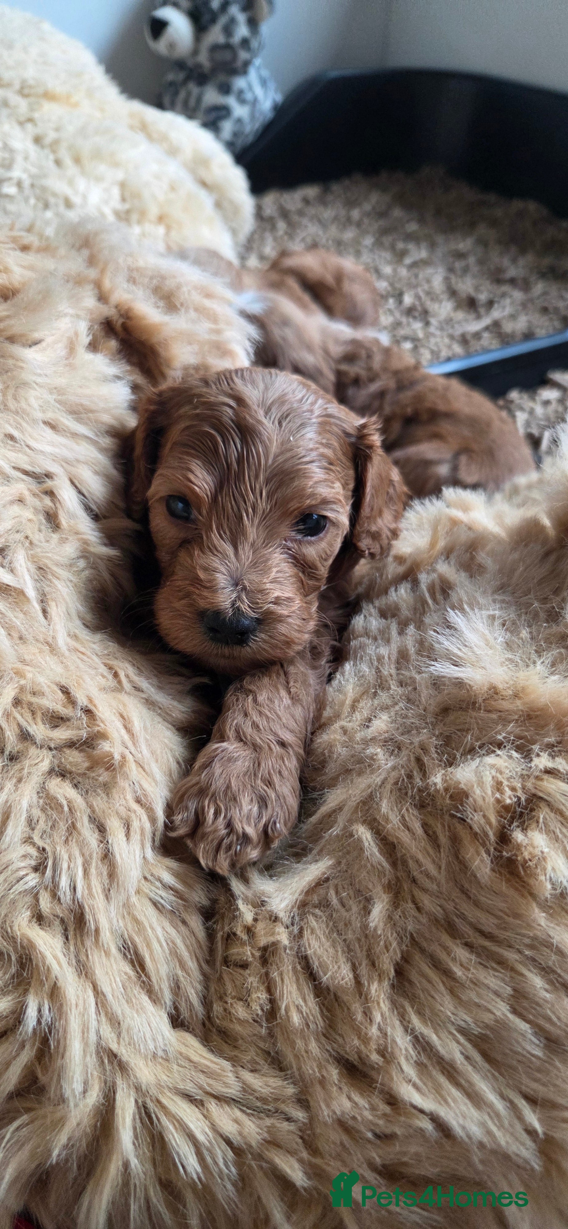 Australian Labradoodle dogs Therapy Dog Breeder - Advert 1