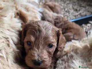 Australian Labradoodle dogs Therapy Dog Breeder - Advert 1