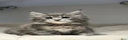 Maine Coon cats for sale: Beautiful TICA Registered Maine Coon Kittens Avail - Advert 26
