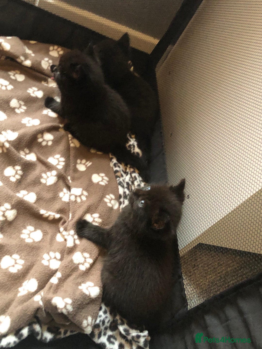 British Shorthair cats for sale: STUNNING AND LOVING BSH x DSH KITTENS - Image 27