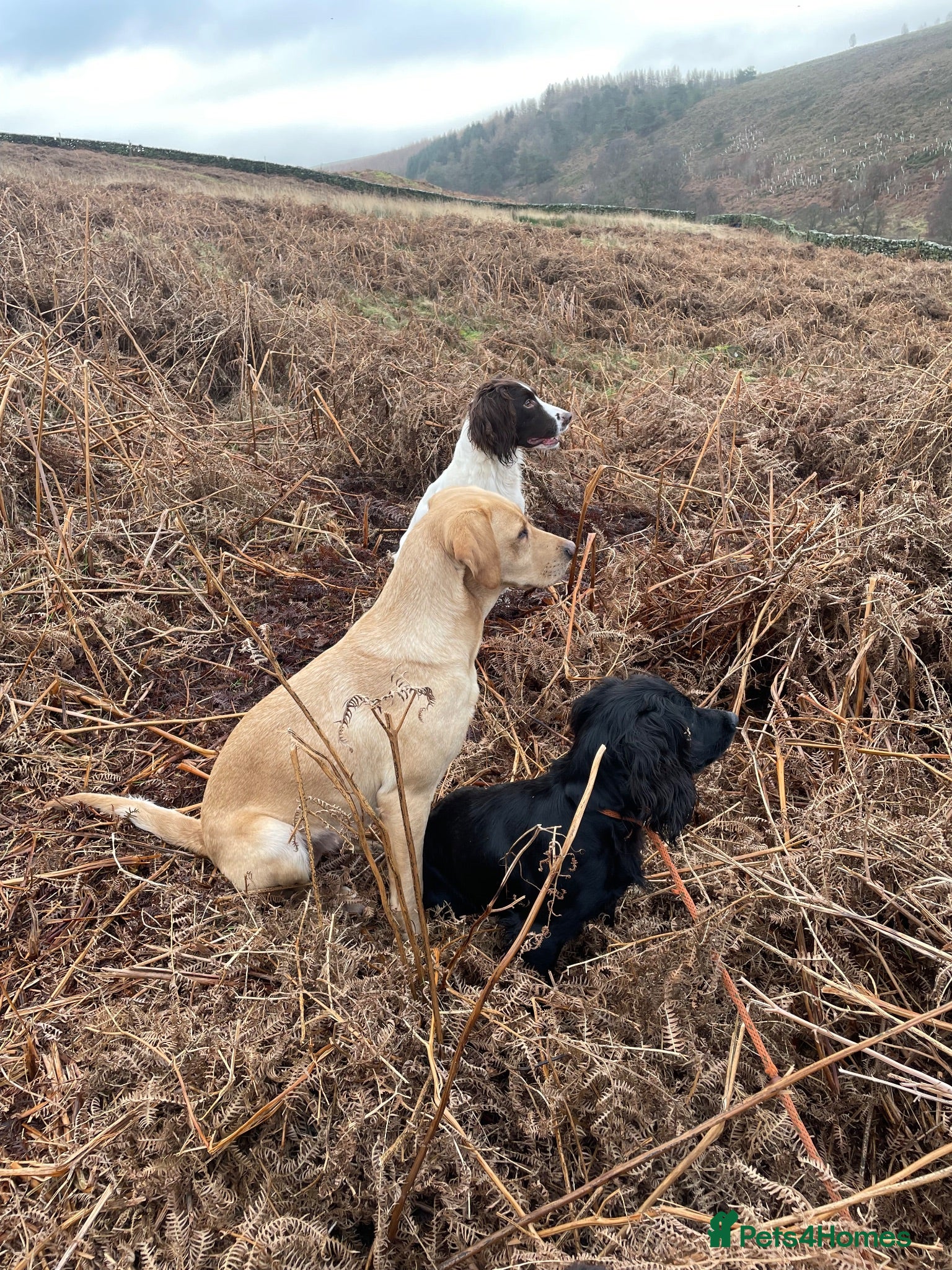 Labrador Retriever dogs KC Working line- From health tested parents  - Advert 2
