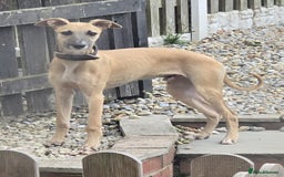 Mixed Breed dogs for sale: 6 month old male bred from working stock. - Image 3