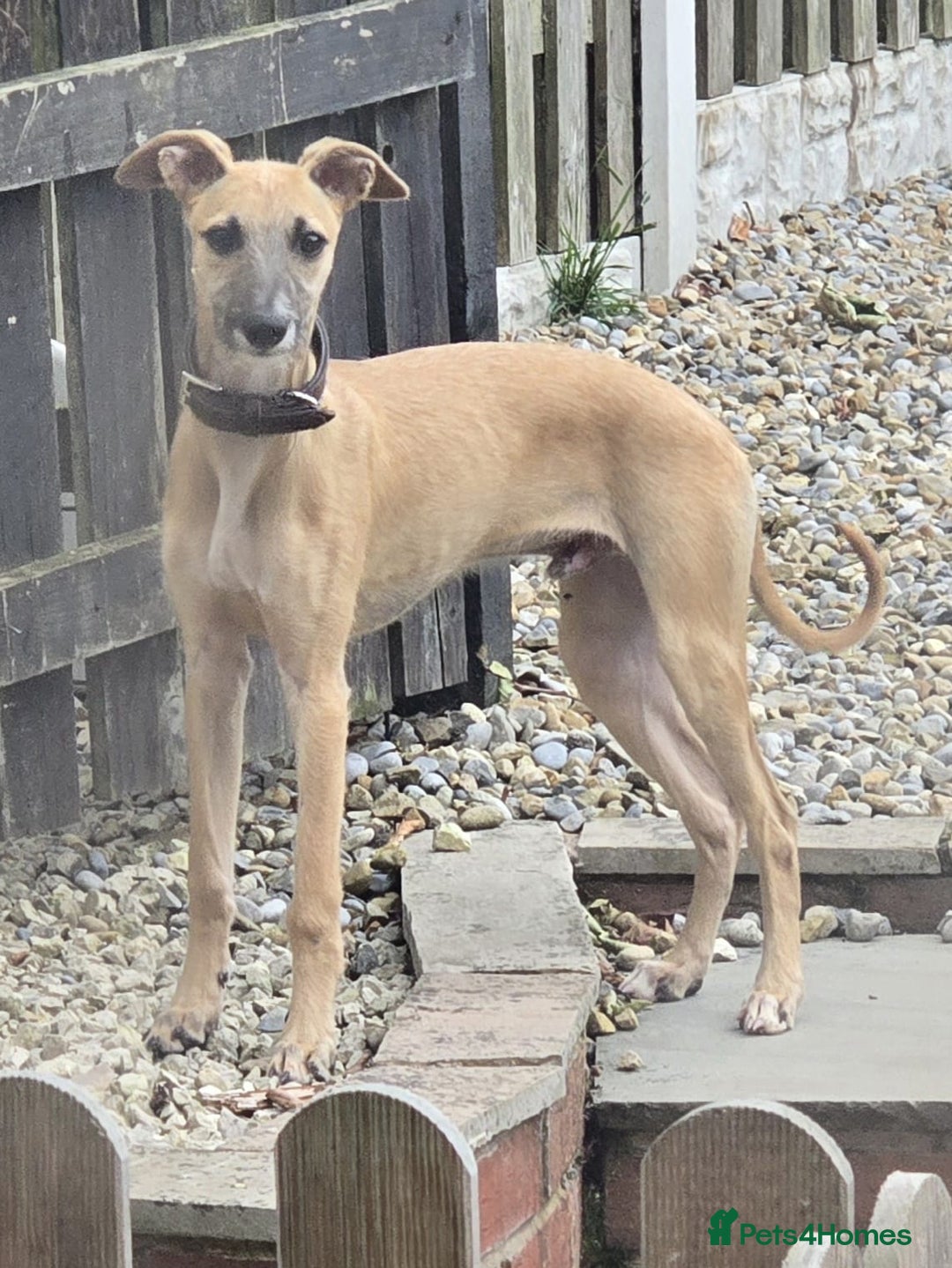 Mixed Breed dogs for sale: 6 month old male bred from working stock. - Image 3