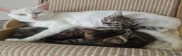 Mixed Breed cats for sale: Tabby kitten  - Advert 4