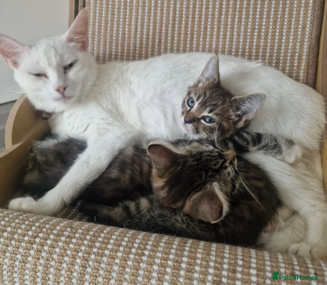 Mixed Breed cats for sale: Tabby kitten  - Advert 4