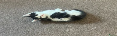 Mixed Breed Kitten 3