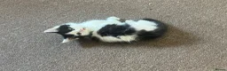 Mixed Breed cats for sale: gorgeous boys in Mansfield - Advert 10
