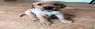 Labrador Retriever 1