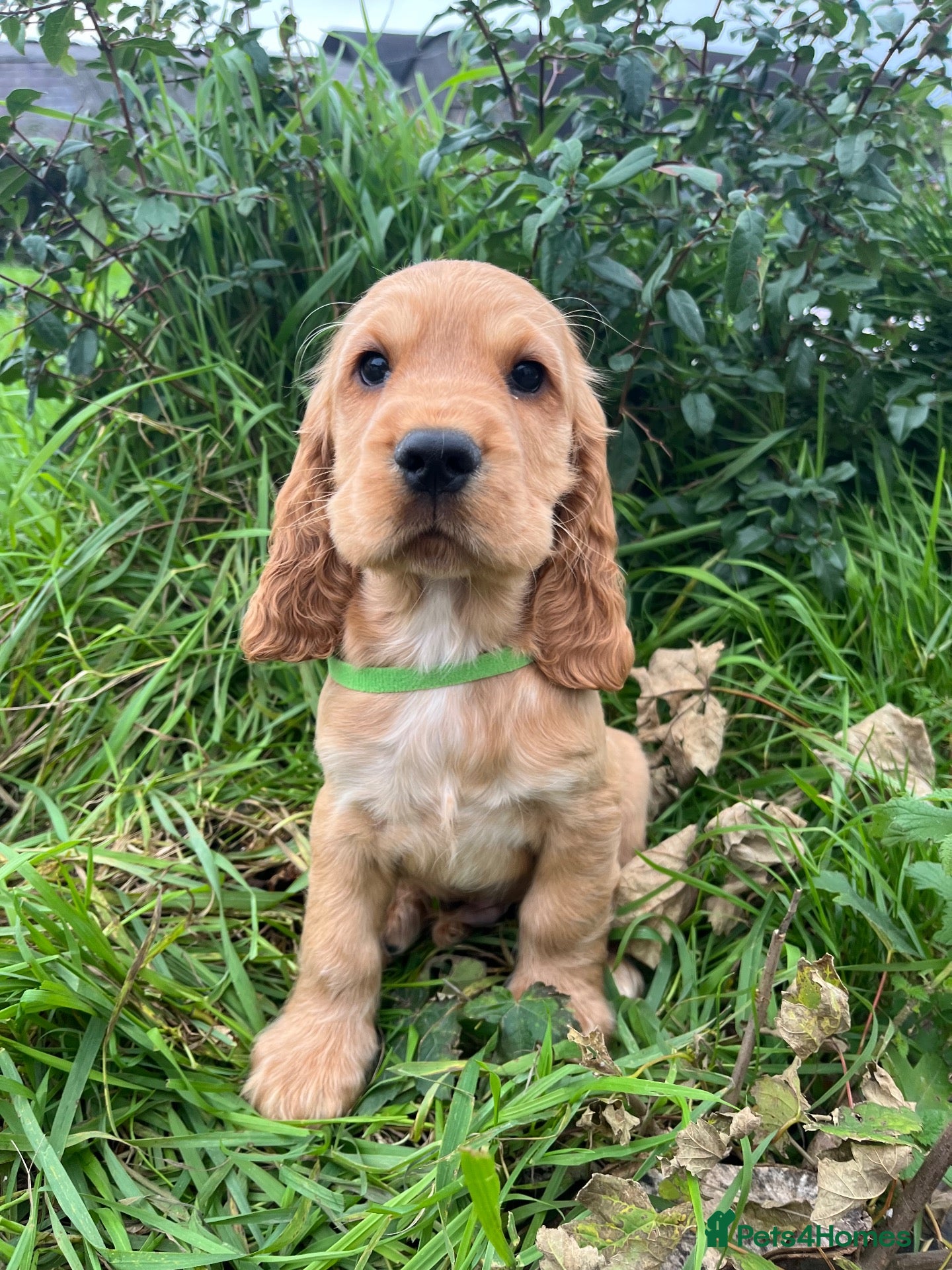 Cocker Spaniel dogs Stunning show type cocker spaniel puppies  - Advert 1
