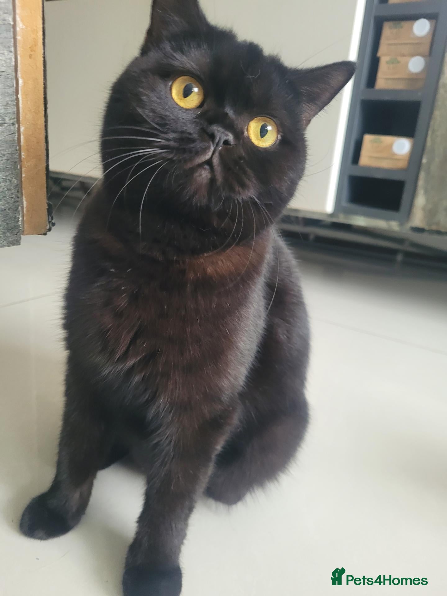 British Shorthair cats Chunky British Shorthair  - Advert 3
