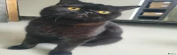 British Shorthair cats for sale: Chunky British Shorthair  - Advert 1