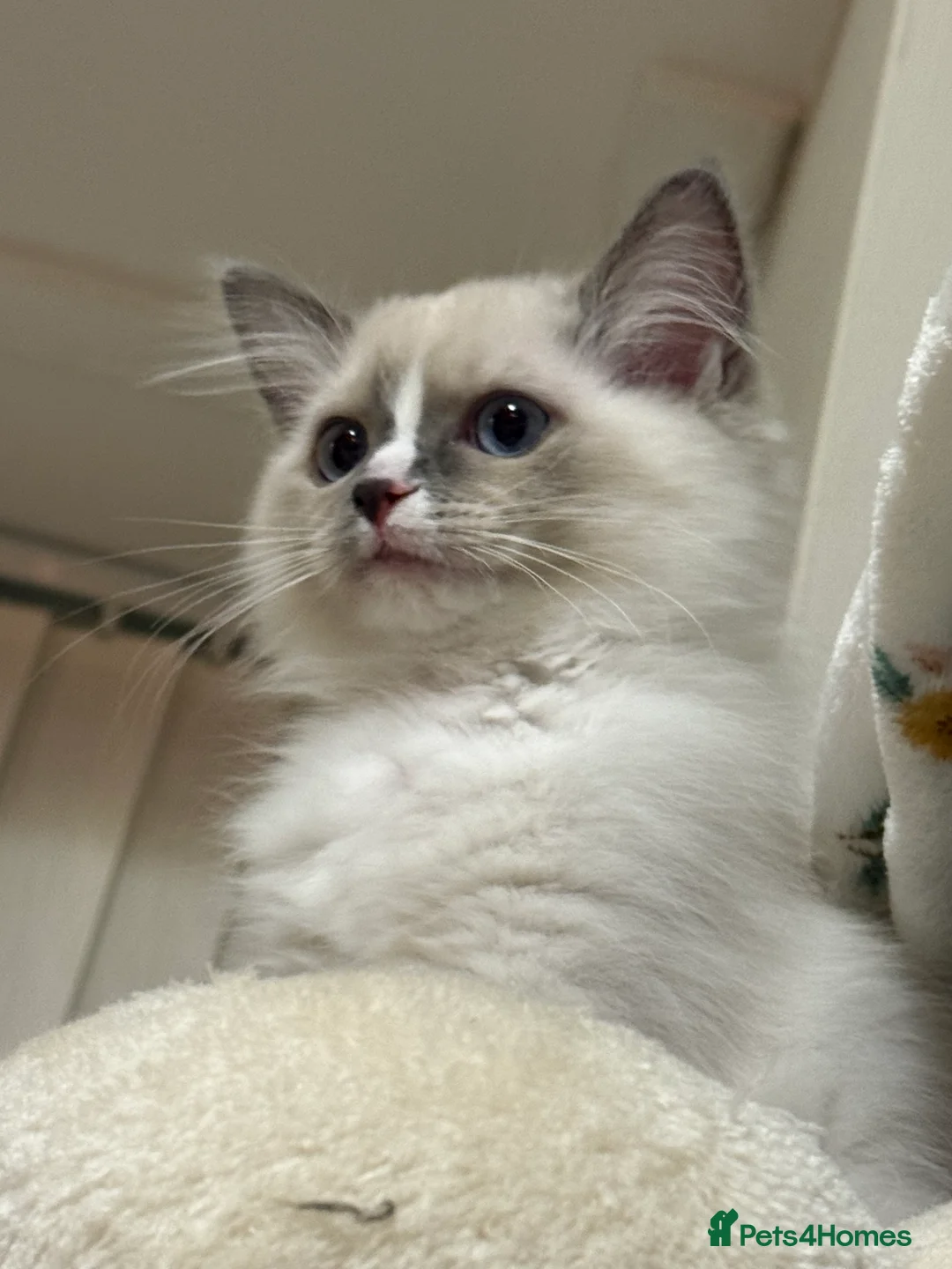 Ragdoll cats for sale: European Purebred Female Ragdoll 🩷 - Advert 13