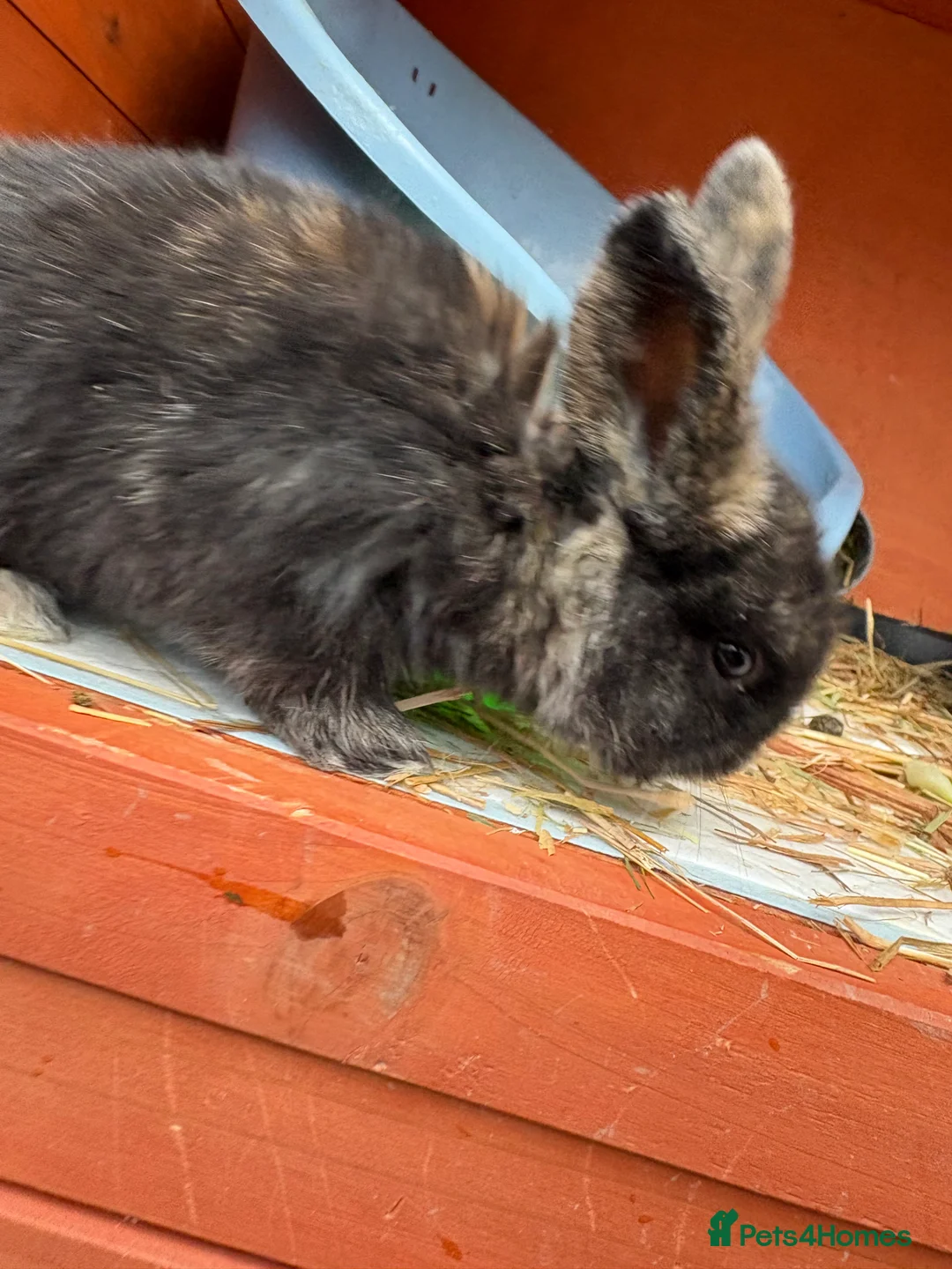 Mini Lop rabbits for sale: 7 Beautiful Mini Lops  - Advert 10