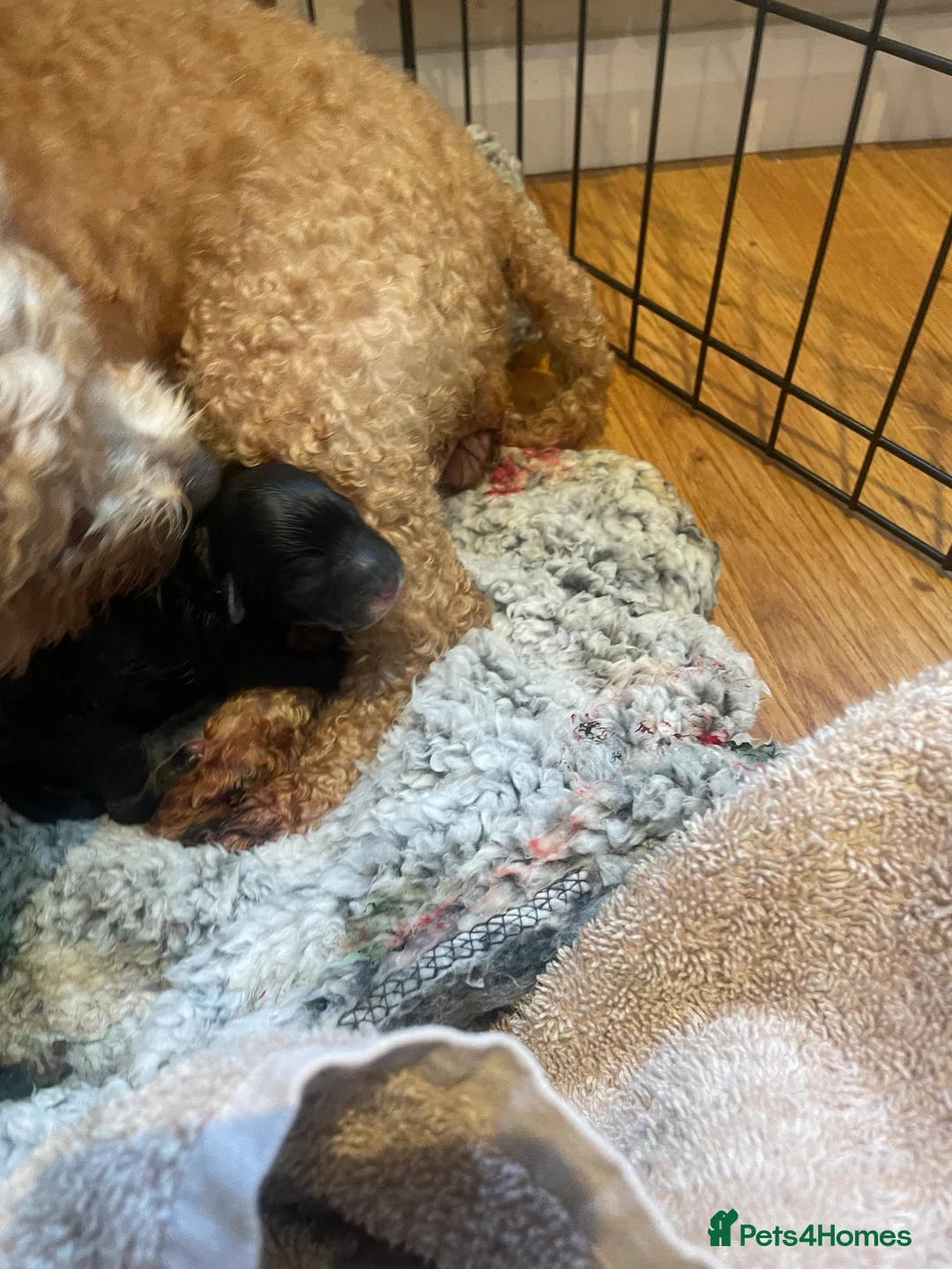 Pomapoo dogs for sale: Wolf sable pomapoos - Advert 19