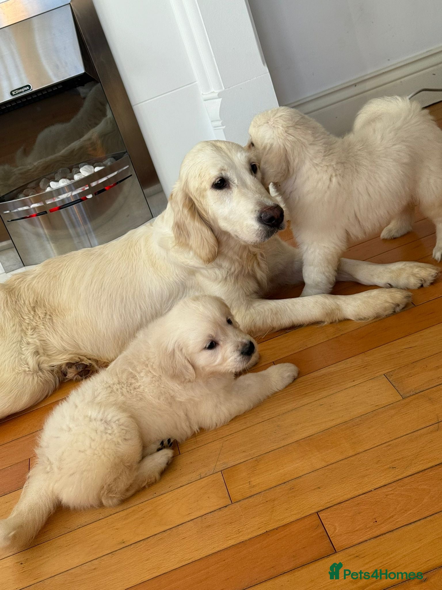 Golden Retriever dogs 1 LEFT English Cream Golden Retriever Babies - Advert 4