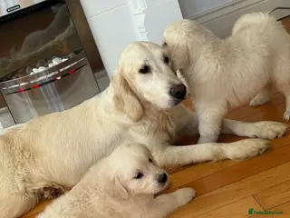 Golden Retriever dogs 1 LEFT English Cream Golden Retriever Babies - Advert 3