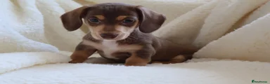 Miniature Dachshund 3