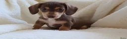 Miniature Dachshund dogs for sale: Miniature Dachshund  - Advert 3