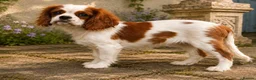 Cavalier King Charles Spaniel dogs for sale: Cavalier King Charles puppies  in West Byfleet - Advert 12