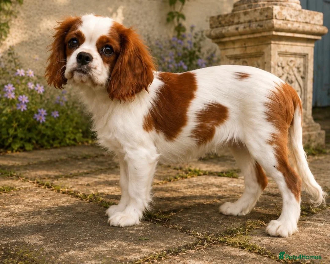 Cavalier King Charles Spaniel dogs for sale: Cavalier King Charles puppies  in West Byfleet - Advert 12