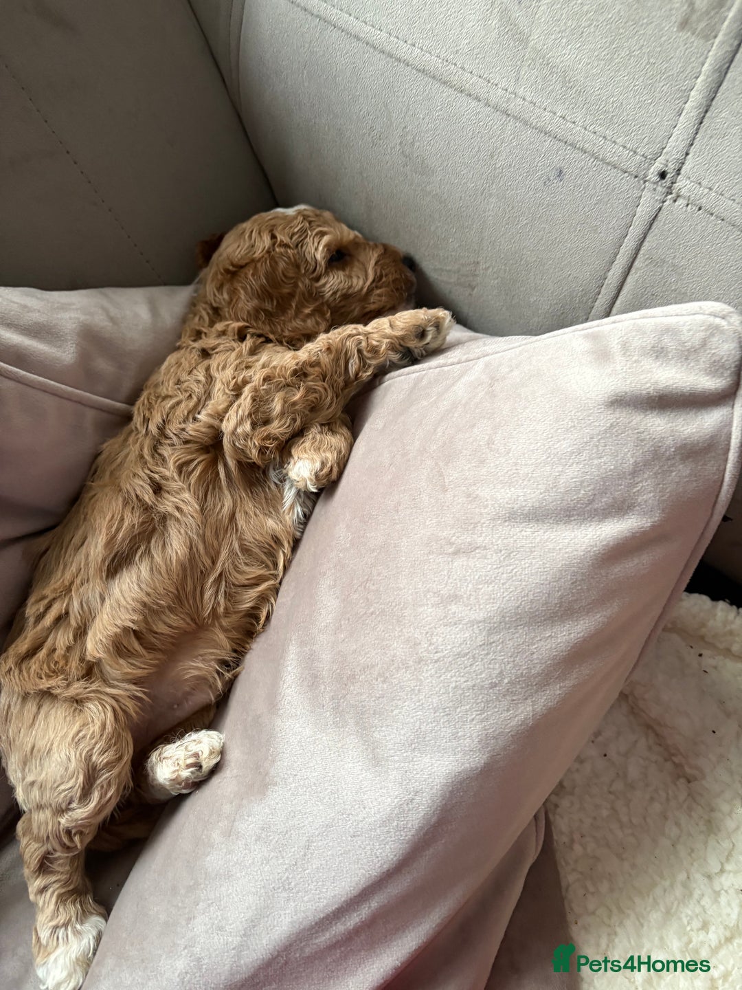 Cavapoo dogs for sale: 2 males and 1 female left  - Advert 13