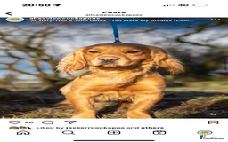 Cocker Spaniel dogs for sale: STUNNING KC COCKER SPANIELS  - Image 10
