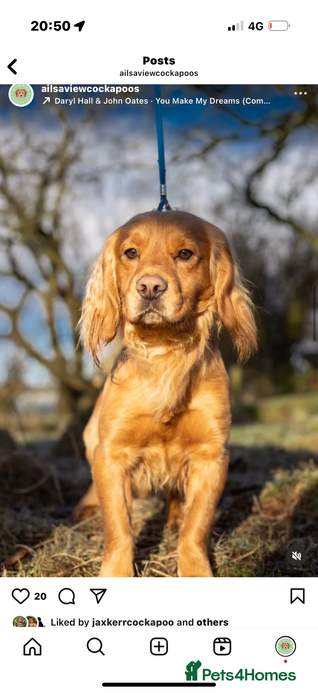 Cocker Spaniel dogs for sale: STUNNING KC COCKER SPANIELS  - Image 10