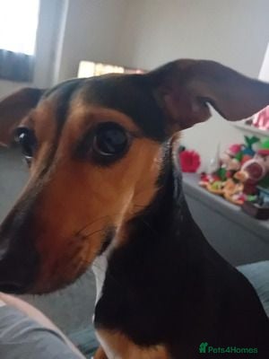 Miniature Dachshund dogs Titch wants a new and forever home - Advert 11