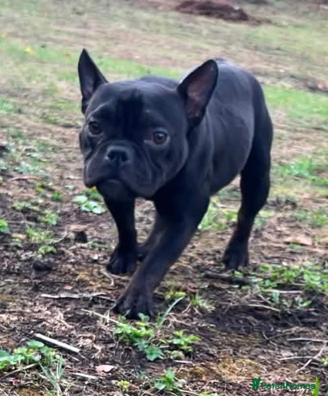French Bulldog dogs for adoption: Dolly is looking for a loving home  - Advert 2