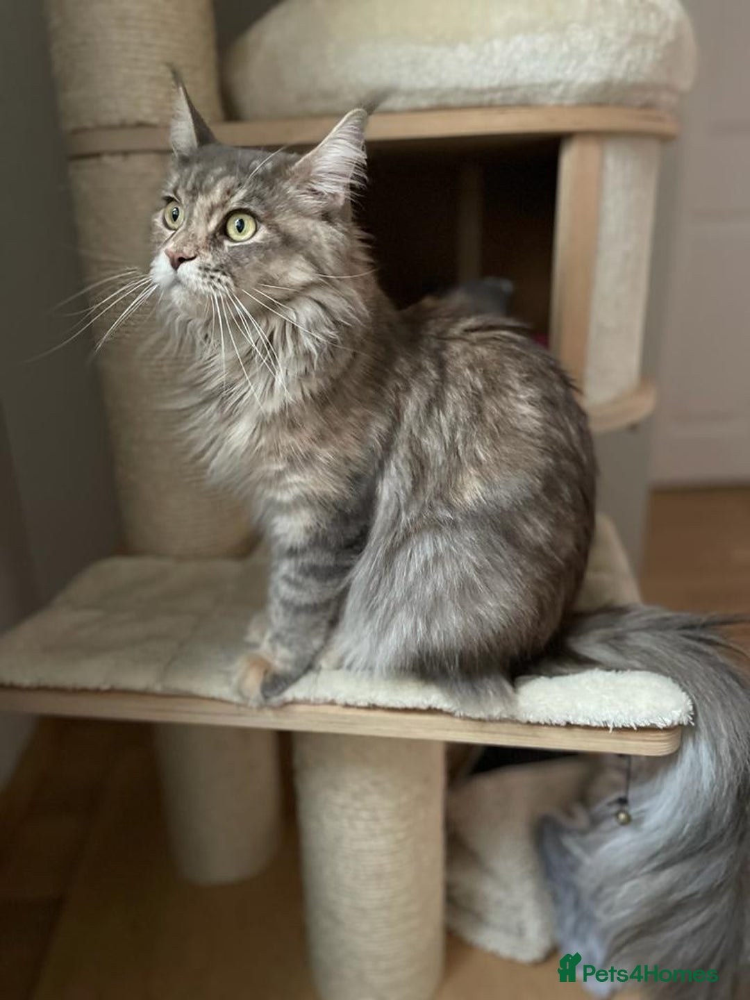 Maine Coon cats for sale: XL Maine Coon Kittens for Sale – TICA Reg - Advert 2