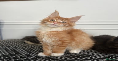 Maine Coon cats - Advert 3