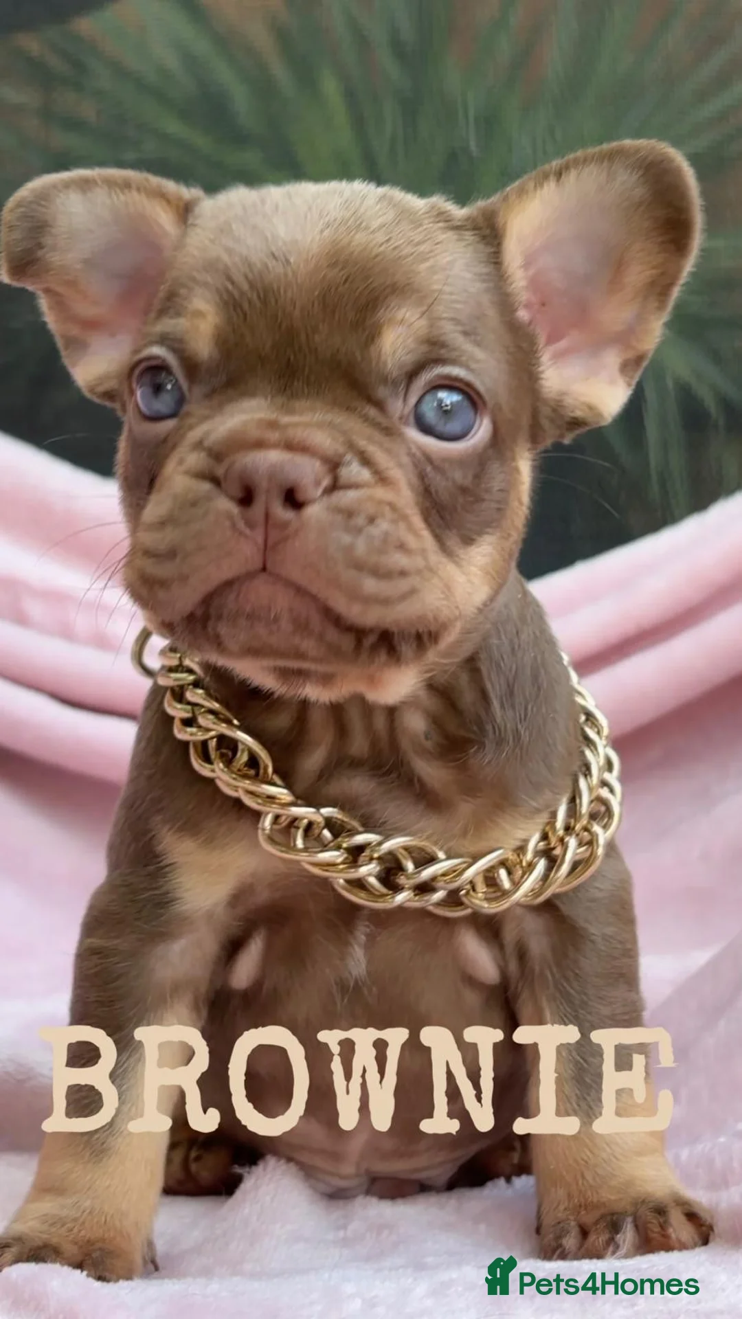 French Bulldog dogs for stud: ROJO AND TAN CARRYING FLUFFY RFG0, health clear in Hastings - Advert 8