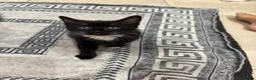 Mixed Breed cats for sale: 2 black and white Kittens  - Advert 4