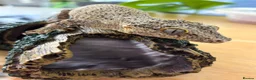 Gecko reptiles for sale: Gargoyle gecko - Advert 8
