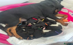 Rottweiler dogs for sale: 11 Chucky Rottweiler puppies for sale  - Image 1