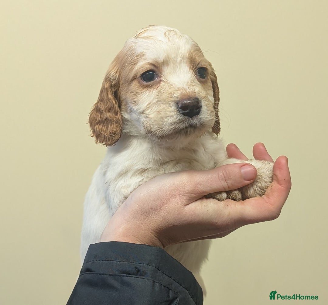 Cocker Spaniel dogs for sale: Cocker spaniel puppies  - Advert 3