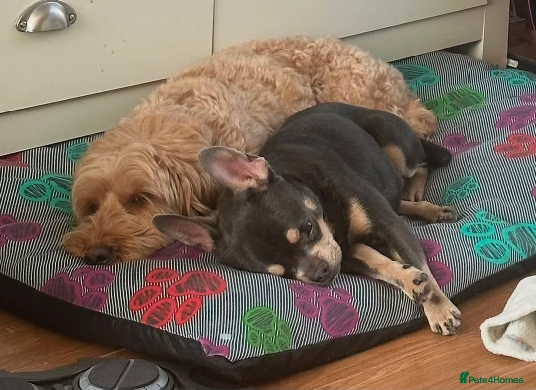 Mixed Breed dogs for sale: 1 year old Male Chihuahua x French Bulldog Puppy  in Margate - Advert 6
