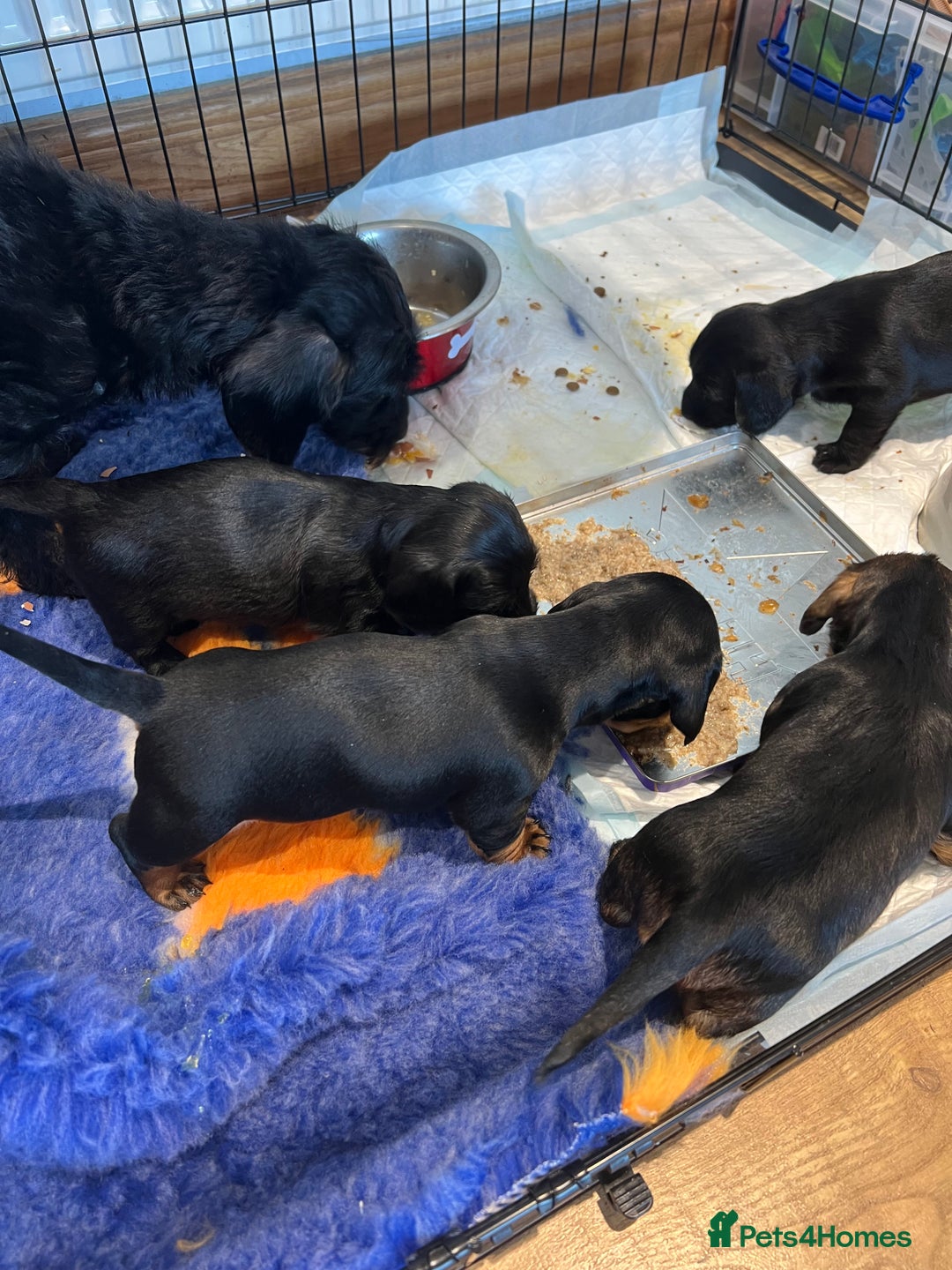 Miniature Dachshund dogs for sale: **Exceptionally well Raised Miniature Dachshunds** - Advert 36