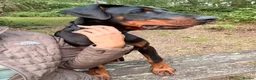 Dobermann dogs for sale: 9 month old Doberman in Heathfield - Advert 2