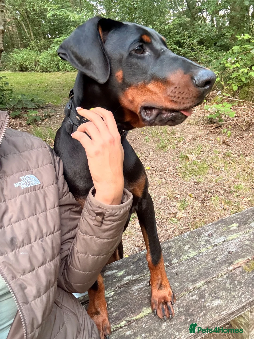 Dobermann dogs for sale: 9 month old Doberman in Heathfield - Advert 2