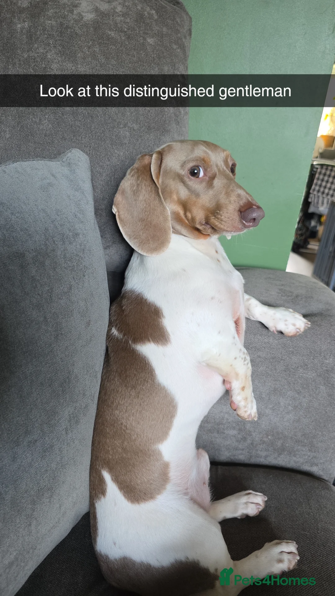 Dachshund dogs for sale: Miniture dachshunds - Advert 2