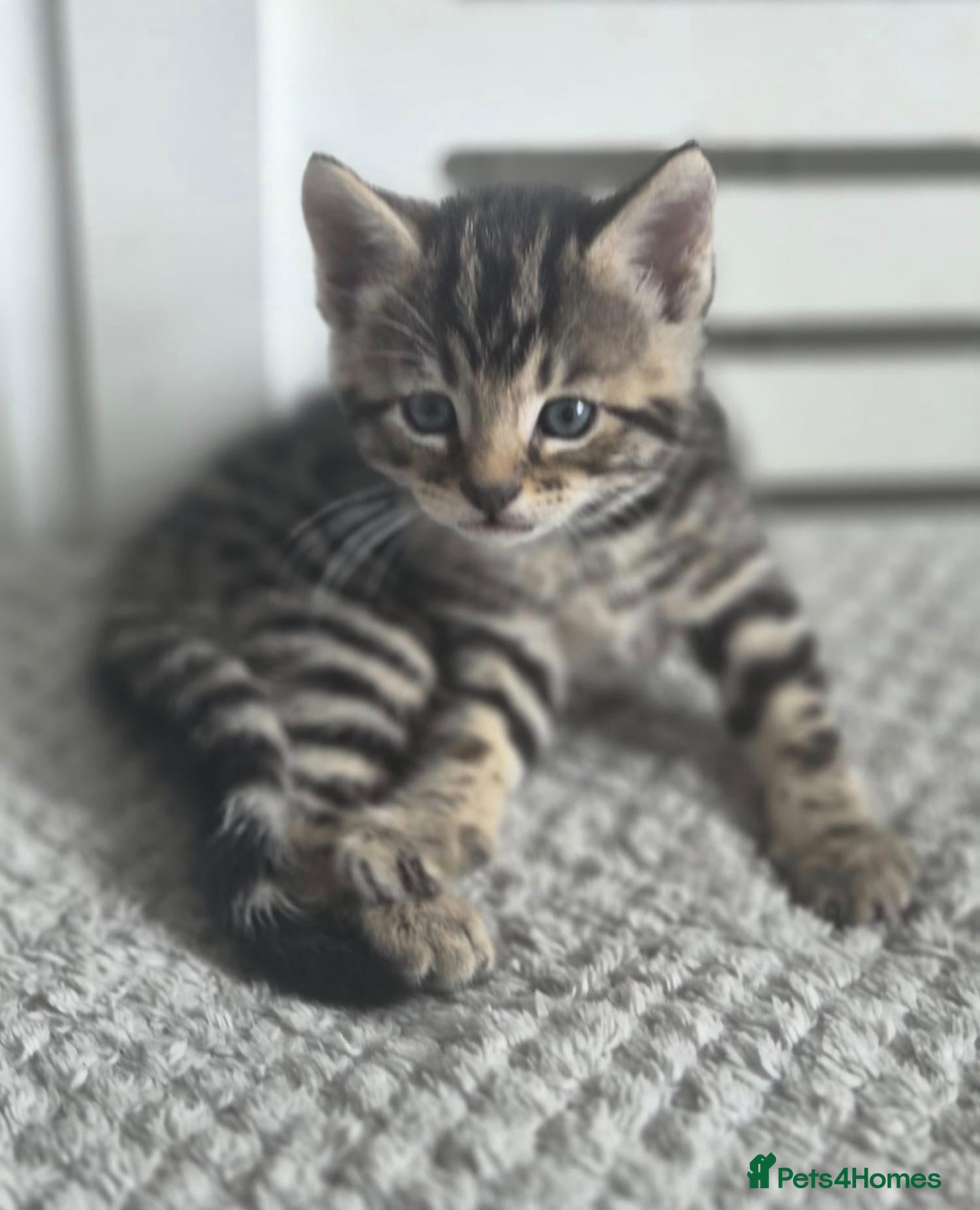 Mixed Breed cats Milo - Baby Boy Bengal & Ginger Tabby 9weeks - Advert 2