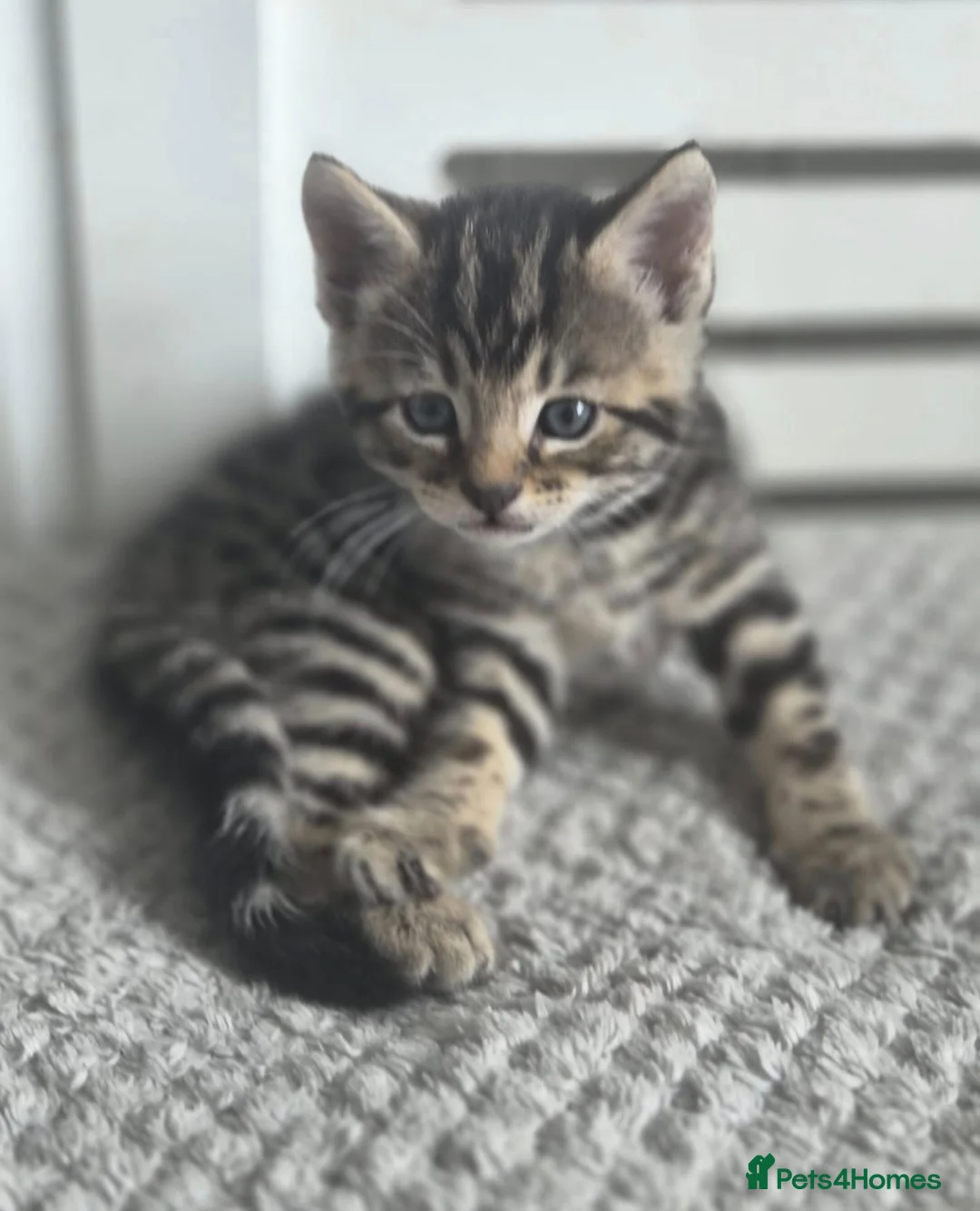 Mixed Breed cats for sale: Milo - Baby Boy Bengal & Ginger Tabby 9weeks - Advert 1